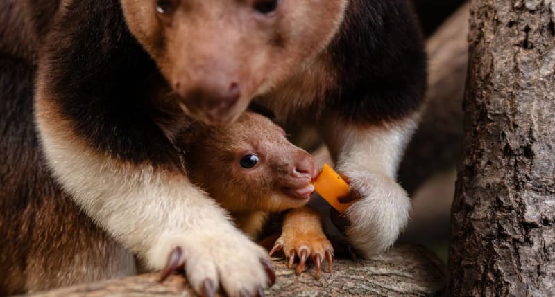 Tiny Pouch-Cam Captures Endangered Tree Kangaroo Joey - Image 2