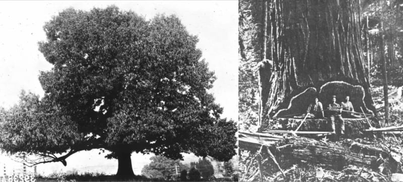 1,000+ Wild Chestnut Trees Thrive in Maine After 120 Years - Image 2