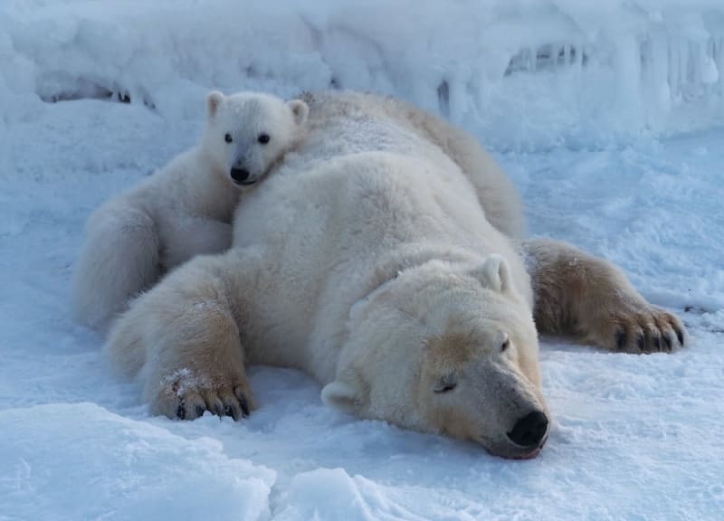 Svalbard Polar Bears Healthier Despite 100 Fewer Ice Days - Image 2