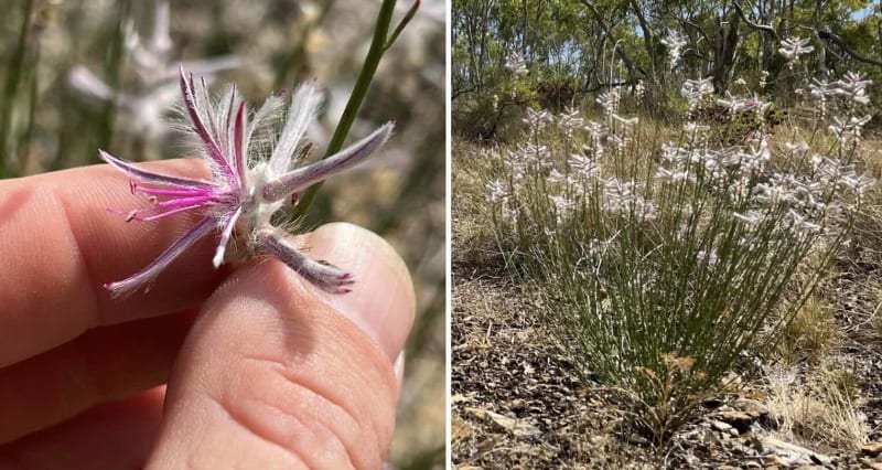 Extinct Plant Found After 60 Years by Outback Hiker