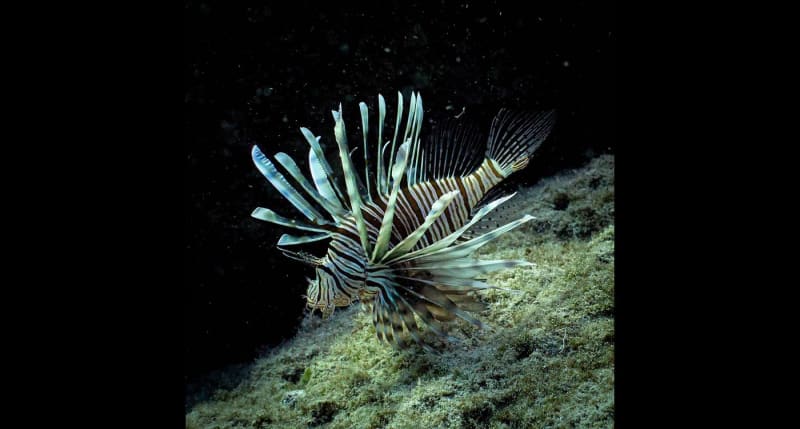 Lionfish with distinctive striped pattern and fan-like fins swimming in Mediterranean waters near Cyprus coastline