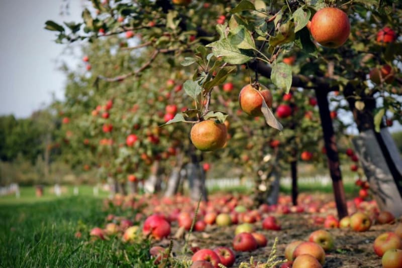 French Man Gifts Field to Town for Community Orchard - Image 2