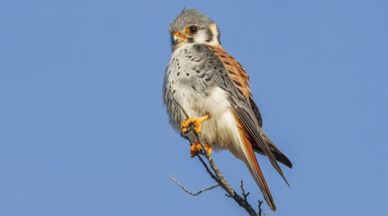 Michigan Cherry Farms Use Kestrels to Cut Crop Loss 81%