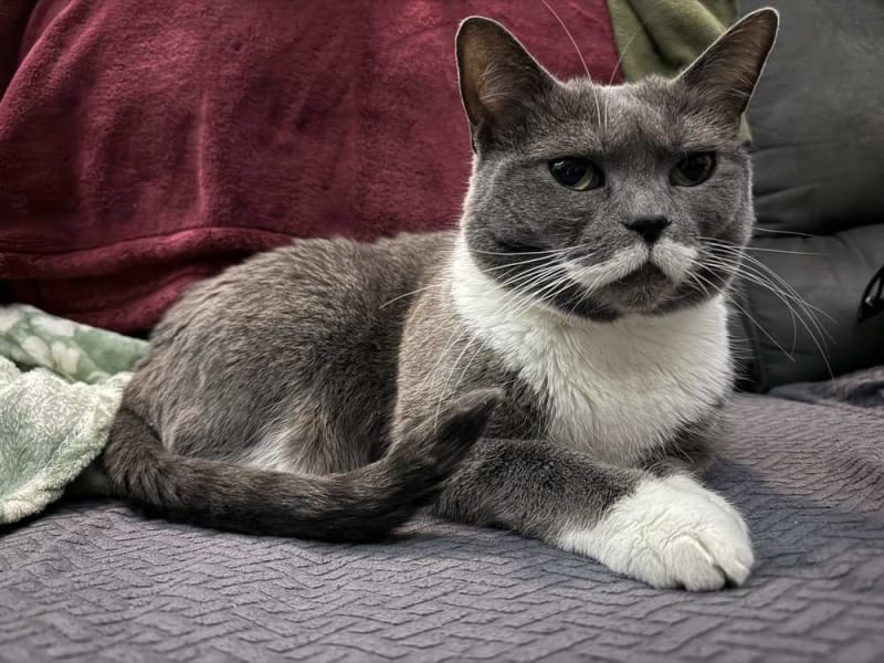 Missing Cat's Mustache Reunites Her After 4 Years