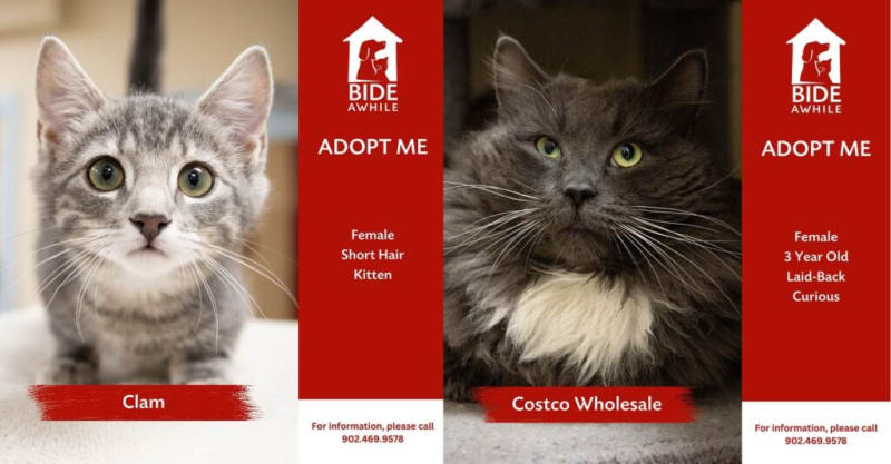 Nova Scotia Shelter Empties Out From Nonstop Adoptions - Image 2