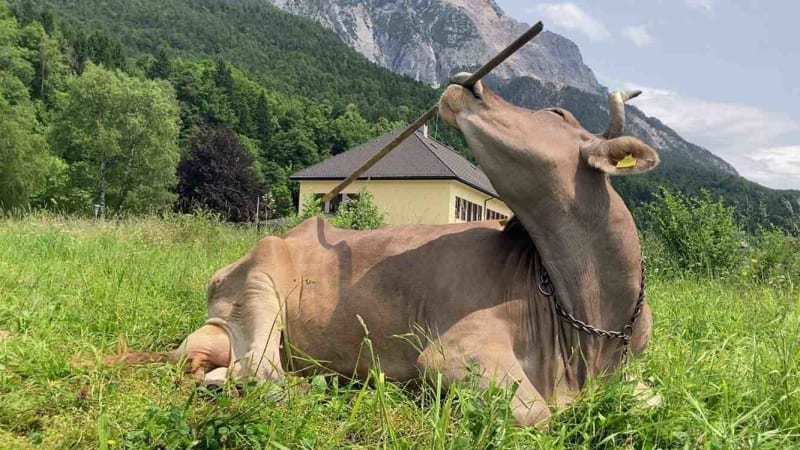 Veronika, a brown cow, holding a deck brush in her mouth to scratch herself
