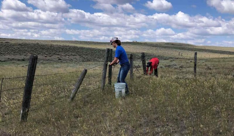 Montana Conservation Heroes Free the Prairie: 100 Miles of Fencing Removed! - Image 2