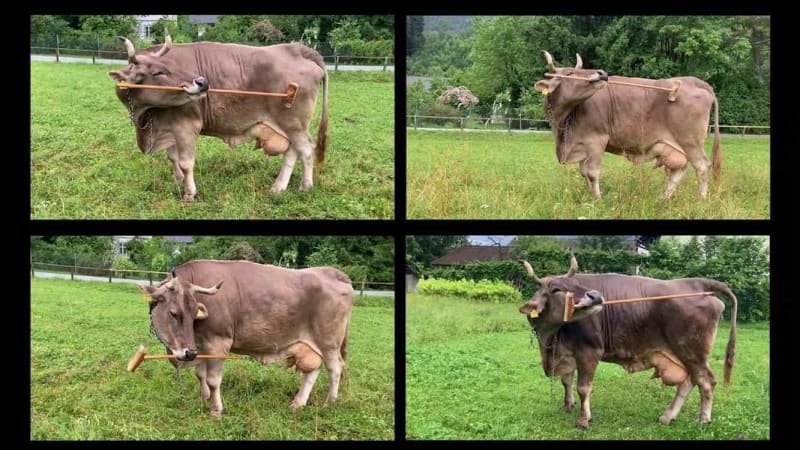 Cow Named Veronika Uses Tools Like a Chimpanzee - Image 2