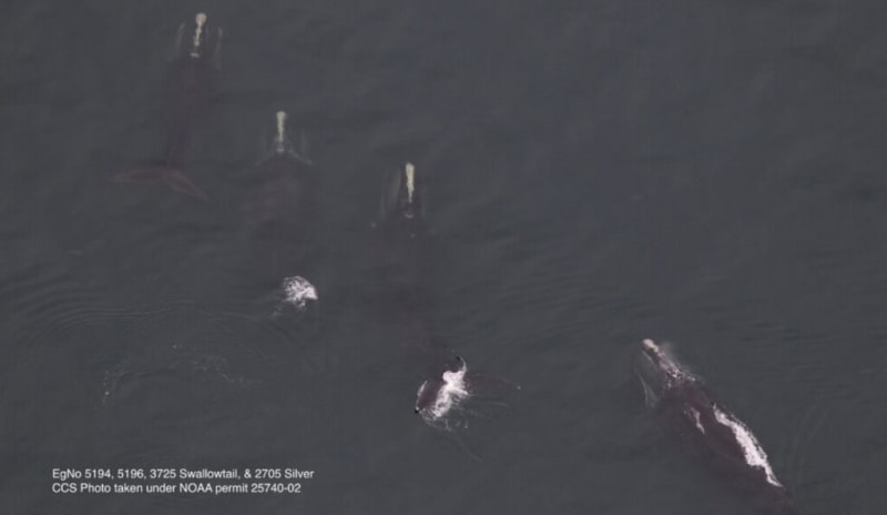 33 Right Whales Spotted in One Day Sets January Record - Image 2