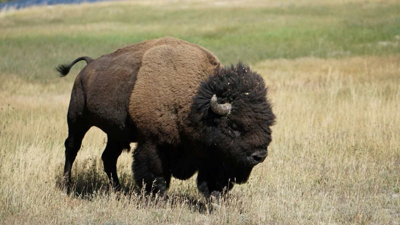 Bison Return to Illinois Prairie After 200 Years