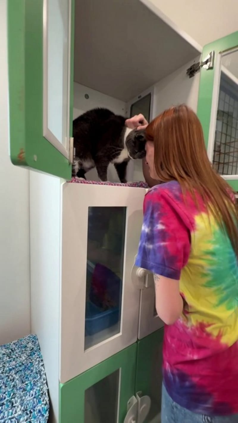 Missing Cat's Mustache Reunites Her After 4 Years - Image 2