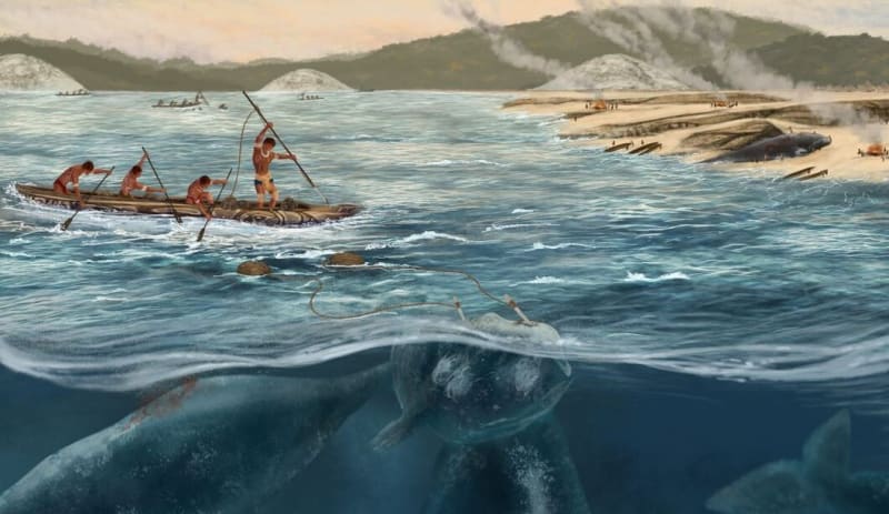 5,000-Year-Old Whale Harpoons Rewrite Hunting History