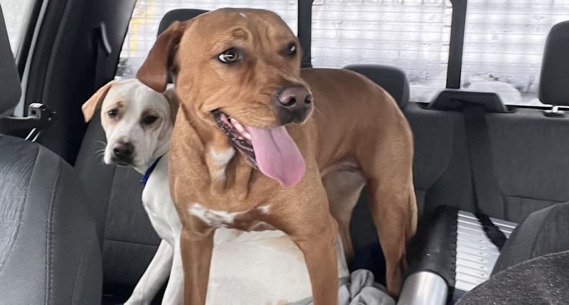 Two Labrador-mix dogs sitting together after being rescued from a snowstorm by a snowplow driver