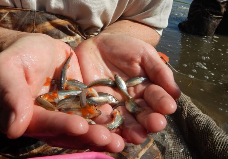 Iowa Restores 200 Ponds, Saves Endangered Fish Species