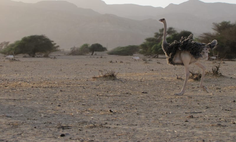 Ostriches Return to Saudi Desert After 100 Years