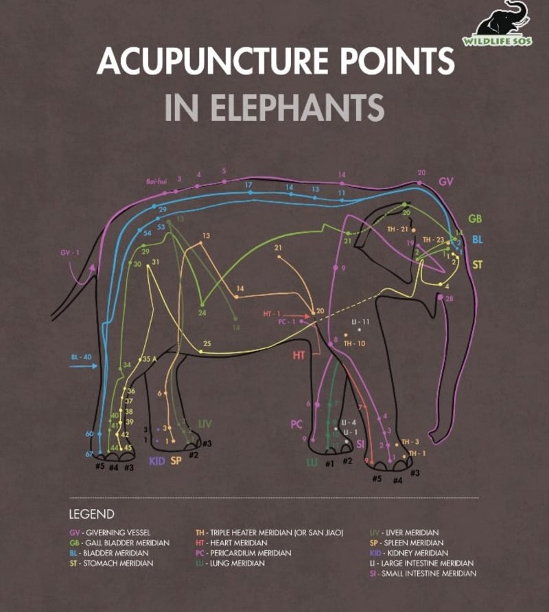 India's Rescued Elephants Heal With Ancient Acupuncture - Image 2