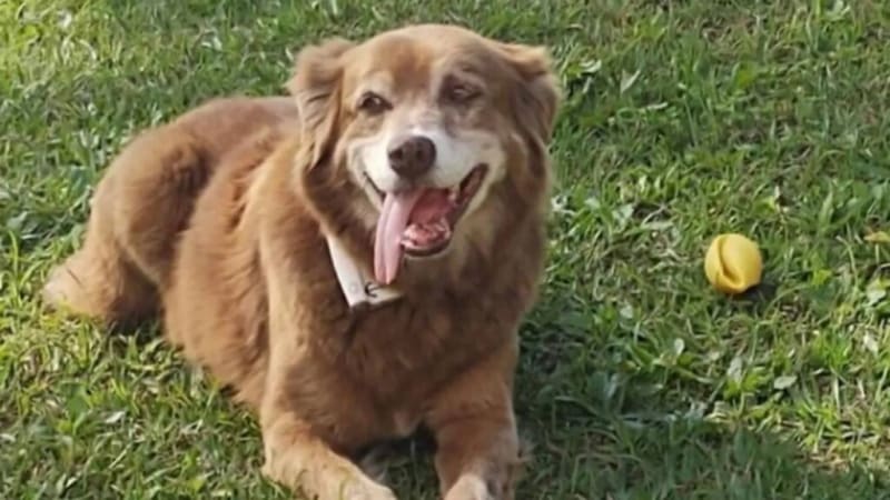Brazil Honors Loyal Cemetery Dog With Pet Burial Law - Image 2