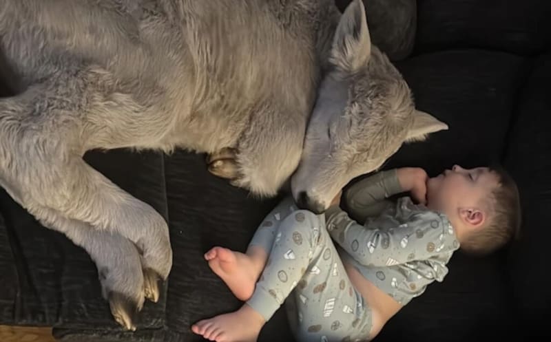 Kentucky Boy Cuddles Frozen Calf on Couch After Rescue - Image 2
