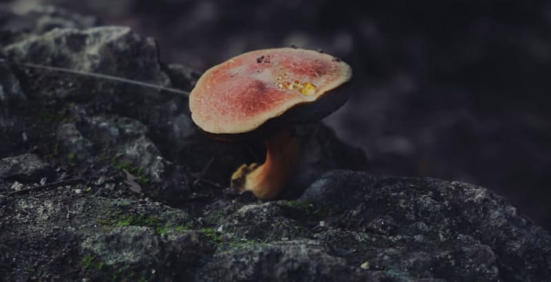Mushrooms Could Mine Rare Metals from Industrial Waste