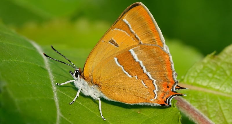 Rare Butterfly Thrives After Hedges Left Uncut in Wales