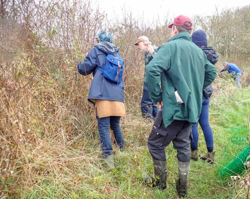 Rare Butterfly Thrives After Hedges Left Uncut in Wales - Image 2