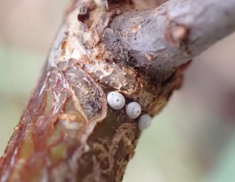 Rare Butterfly Thrives After Hedges Left Uncut in Wales - Image 3