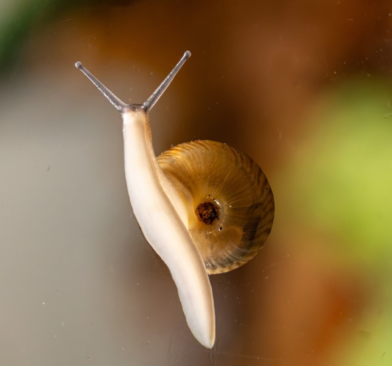 Extinct Bermuda Snail Saved After 100,000 Released Into Wild - Image 2