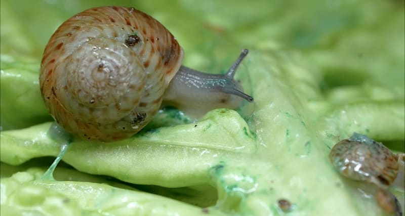 Extinct Bermuda Snail Saved After 100,000 Released Into Wild