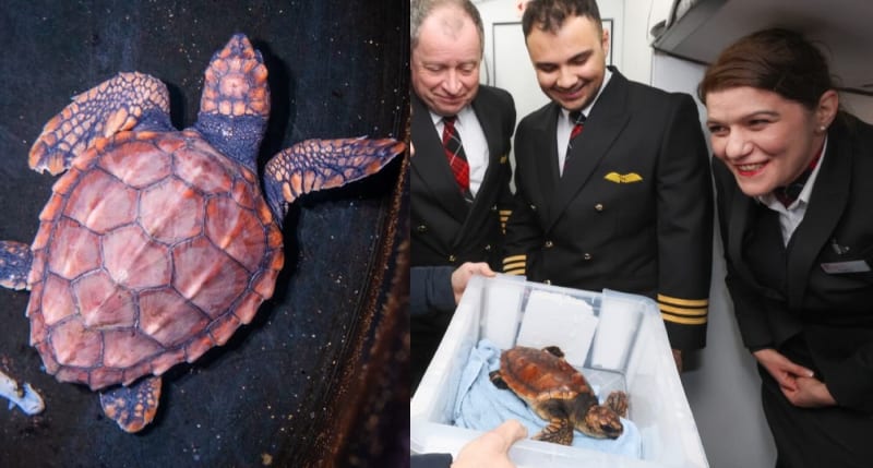 Endangered Turtle Flies First Class to Recovery After Storm