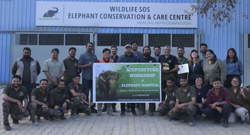 India's Rescued Elephants Heal With Ancient Acupuncture - Image 4