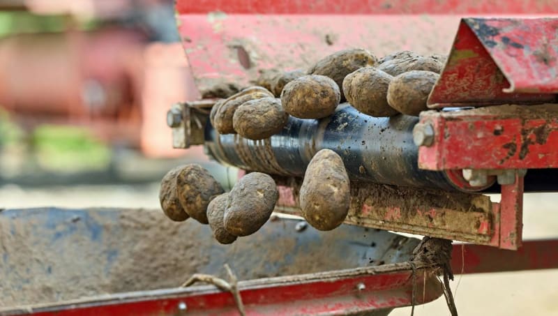 Berlin's 'Potato Flood' Feeds Thousands Across the City