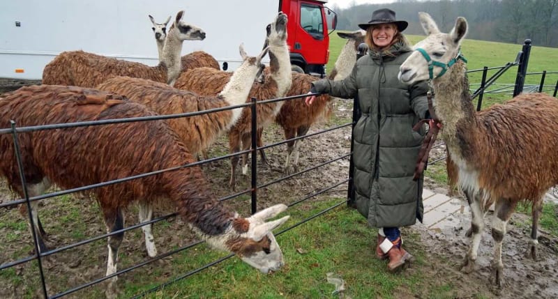 Llamas Corner Thief in Derbyshire Field Until Police Arrive