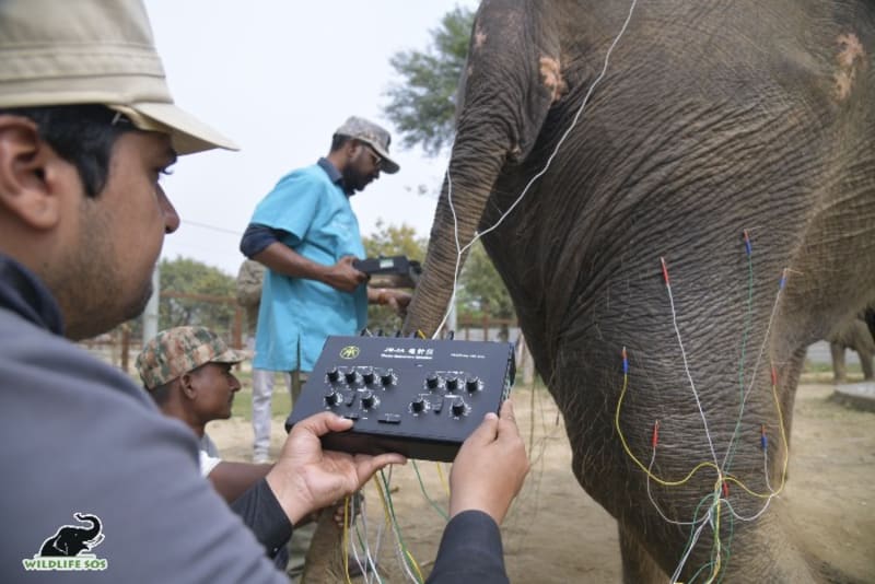 India's Rescued Elephants Heal With Ancient Acupuncture - Image 3
