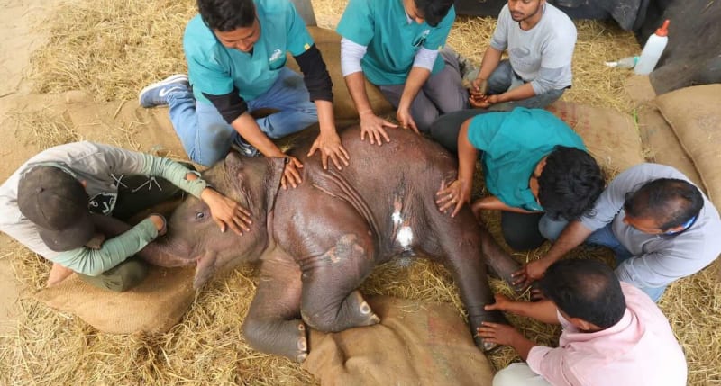 India's Rescued Elephants Heal With Ancient Acupuncture