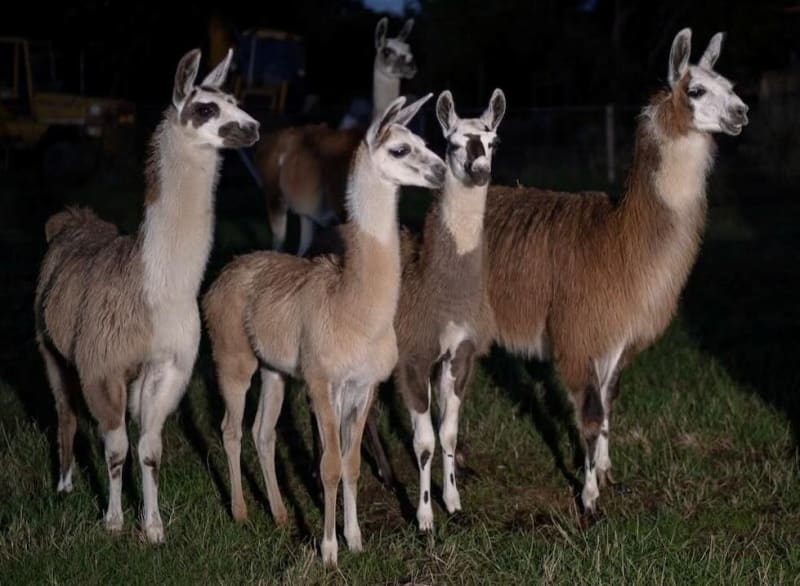 Llamas Corner Thief in Derbyshire Field Until Police Arrive - Image 2