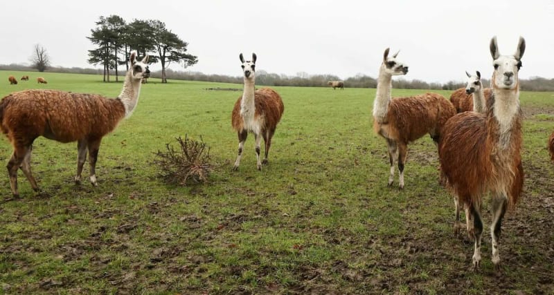 Llamas Corner Thief in Derbyshire Field Until Police Arrive - Image 3