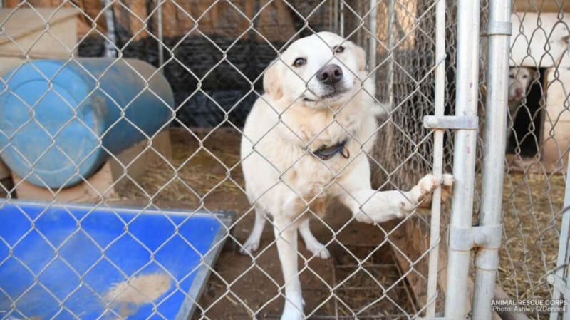 51 Dogs Rescued After Arkansas Shelter Collapse - Image 2