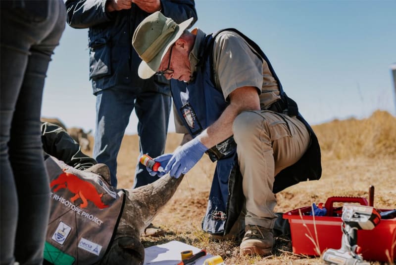 South Africa Embeds Radioactive Isotopes in Rhino Horns