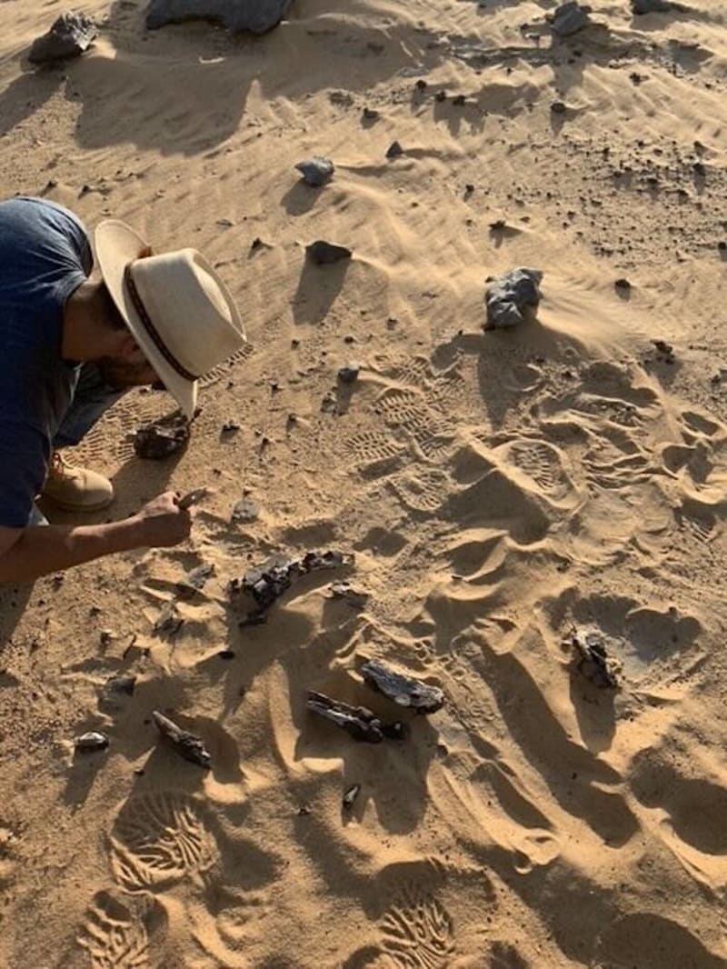 New Scimitar-Crested Dinosaur Found in Sahara Desert - Image 3