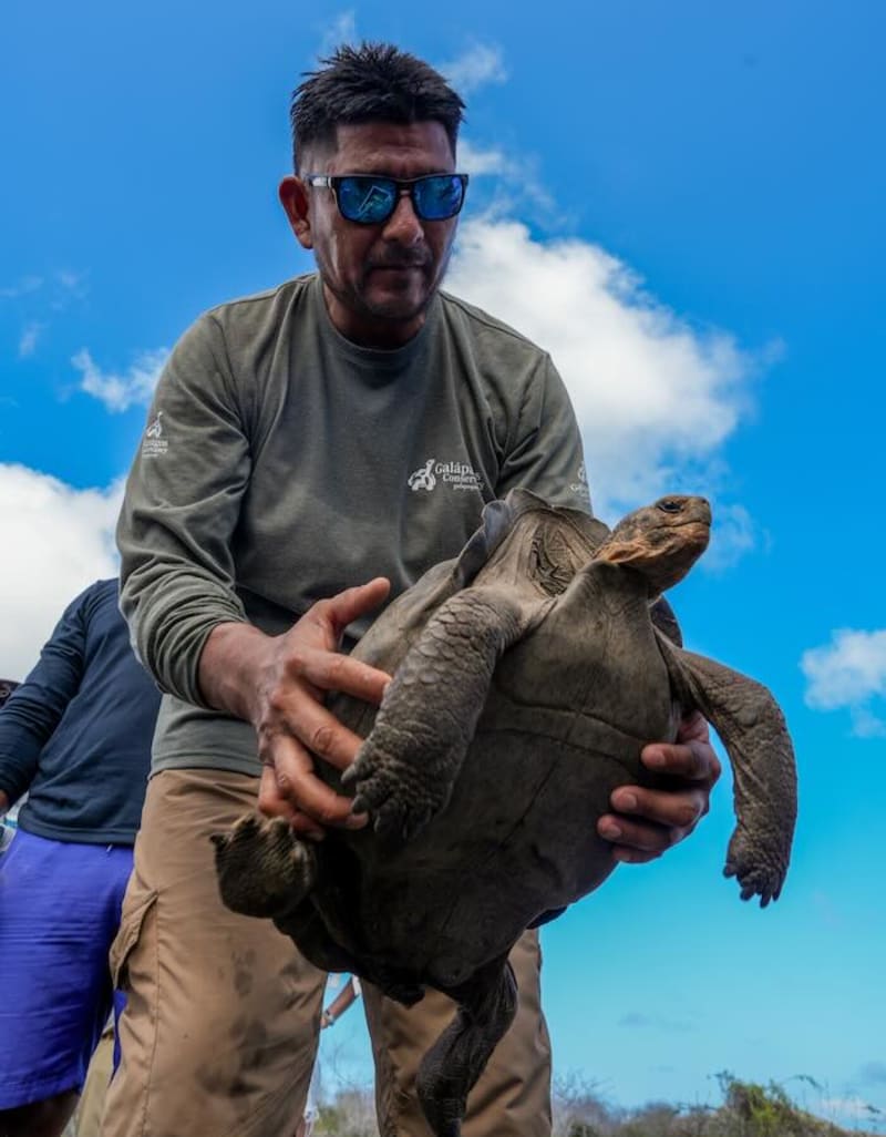 158 Giant Tortoises Return to Galápagos After 180 Years - Image 2