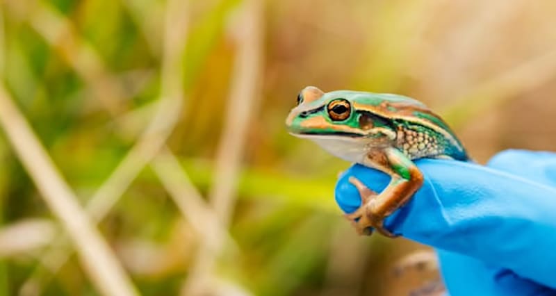 Extinct Frogs Return to Australia With 'Frog Saunas
