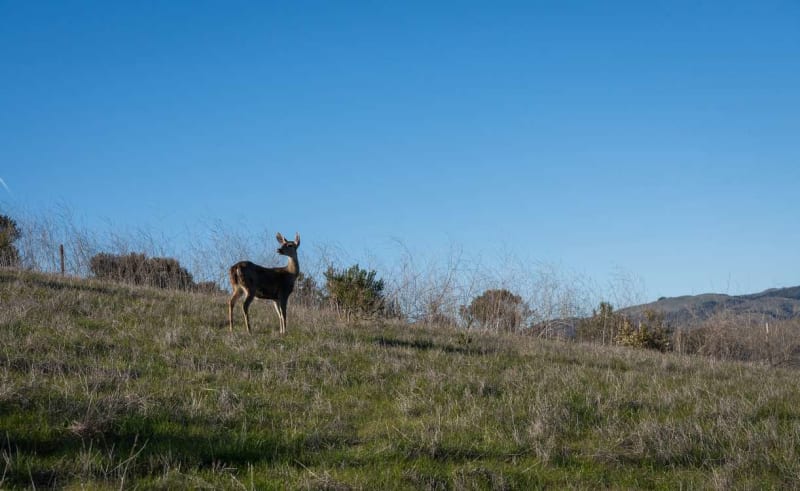 California Saves 6,100 Sacred Acres from Sand Mine - Image 2