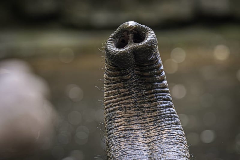 Elephant Trunk Whiskers Work Like a Touch Map for Tiny Objects