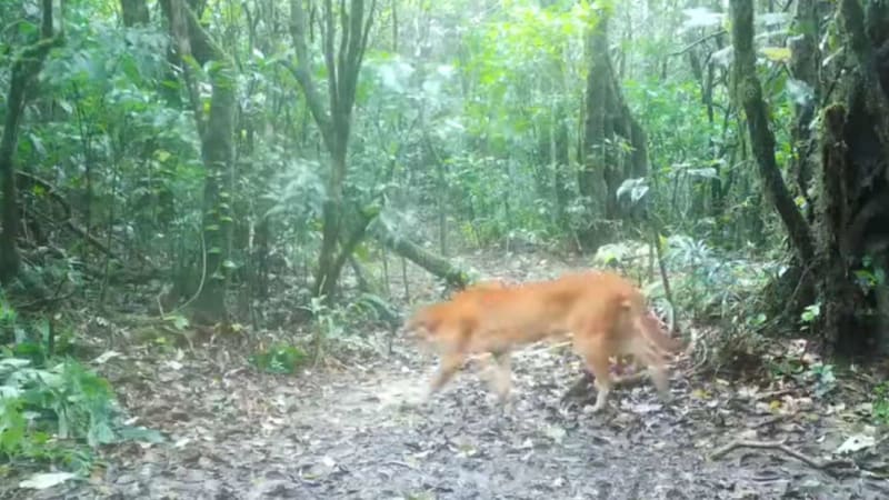 Thailand Captures Rare 'Fire Tiger' on Trail Camera