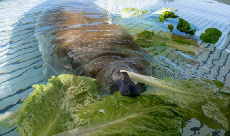 Trapped Florida Manatee Now Eating After Storm Drain Rescue - Image 2