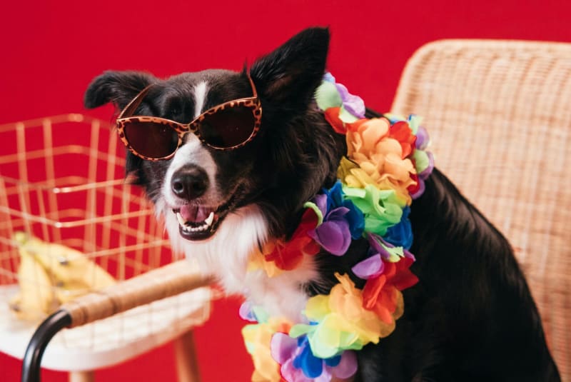 SA Charity Shop Raises R2.1M for Animal Welfare in 2025