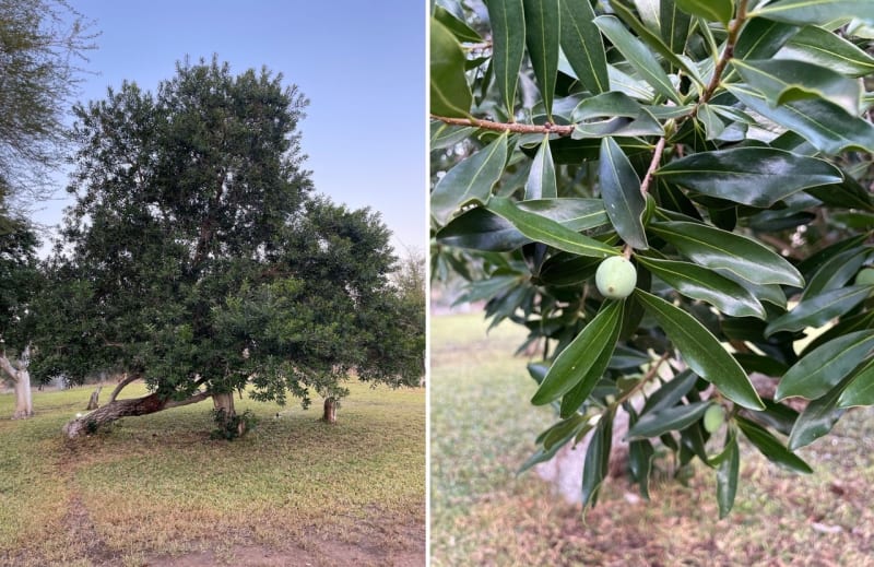 South African Pepper Bark Tree Recovers from Near-Extinction