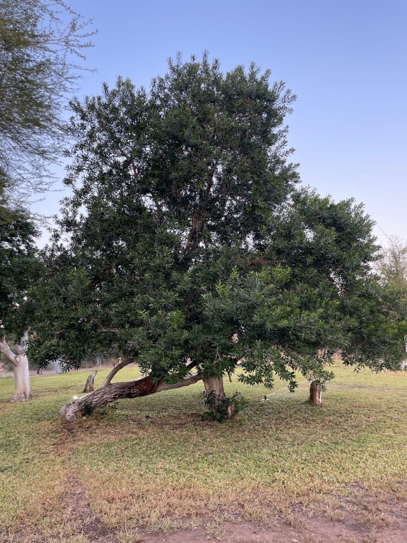 South African Pepper Bark Tree Recovers from Near-Extinction - Image 3