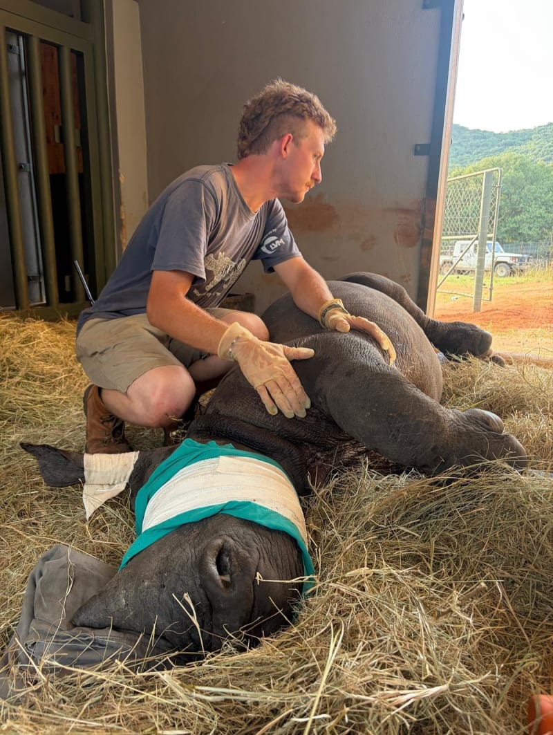 Two Orphaned Rhino Calves Airlifted to Safety in Kruger - Image 3