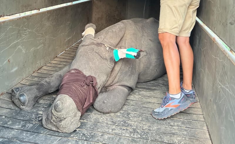 Two young rhino calves standing together in South African wilderness before rescue